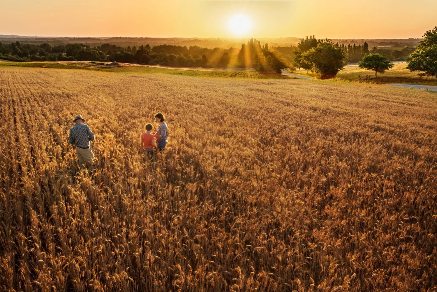 Farmer family standing in their wheat field at sunset