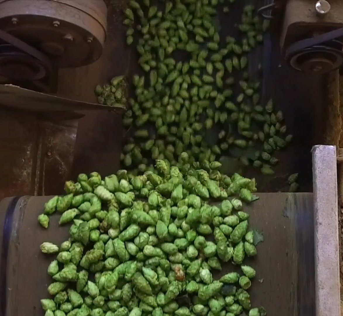 Hops Harvest at Gooding Farms