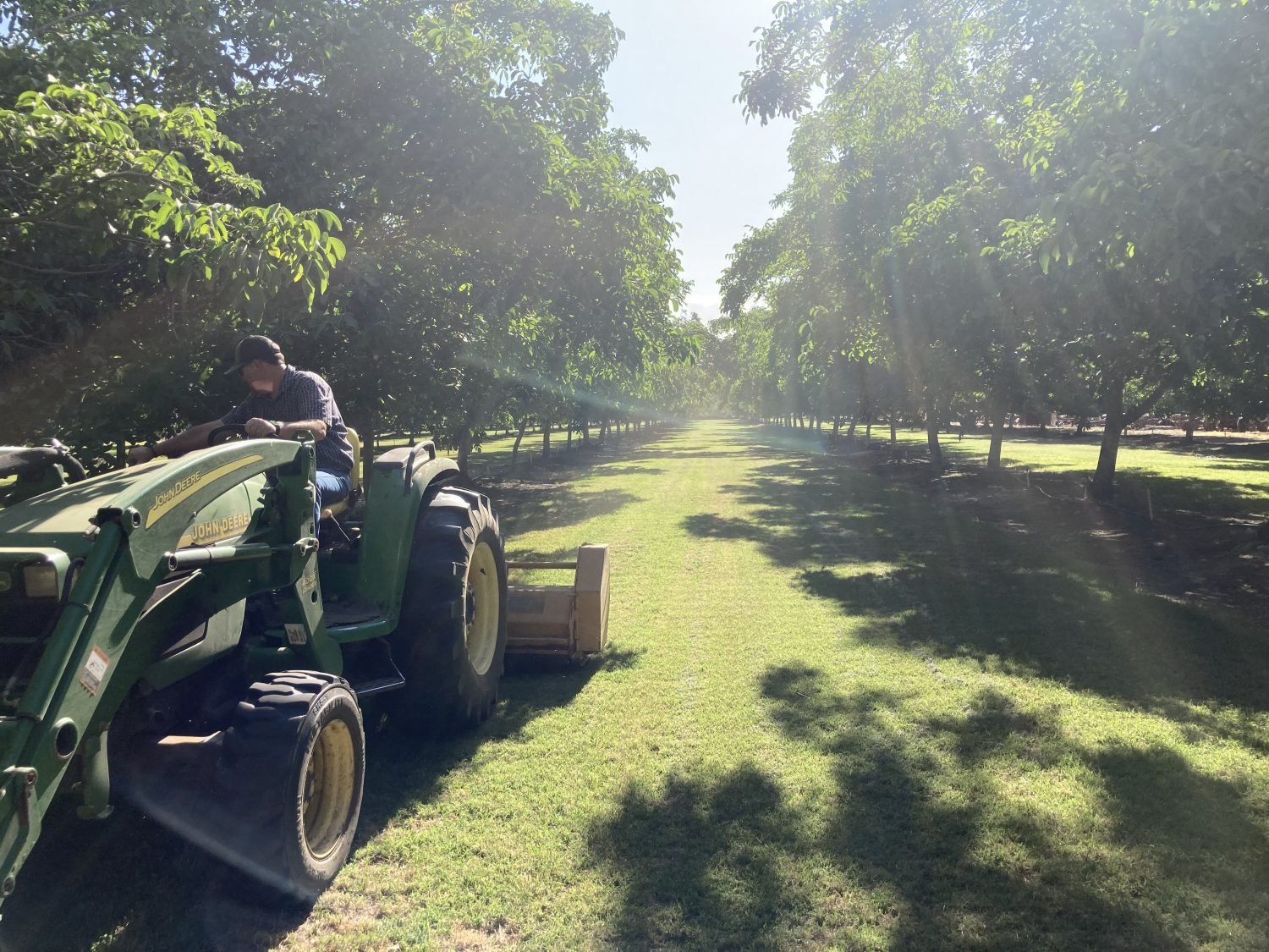 Perm crop Brody Blain the farmer on Blain Farming Co orchard spraying walnut trees