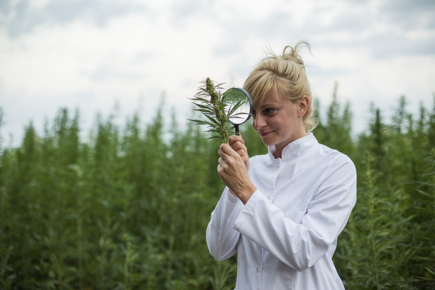 Woman in a hemp field with magnifying glass