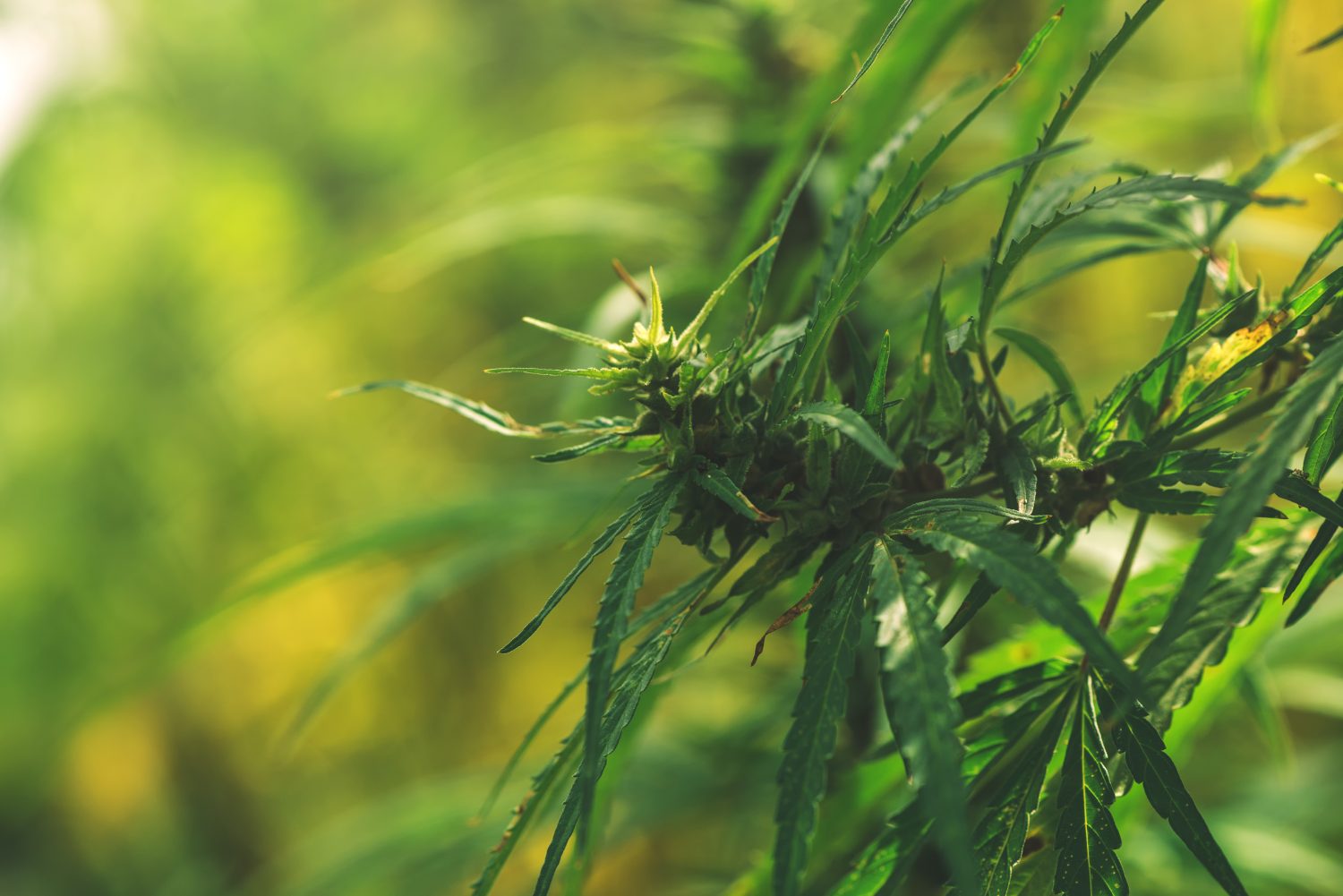 ultivated hemp in field, industrial marijuana growth